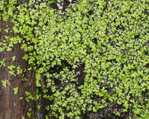 Lemna in pond